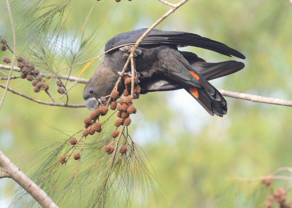 Glossy Black-Cockatoo - ML646881747