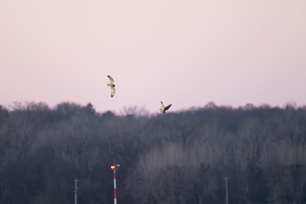 短耳鴞 - ML646881748