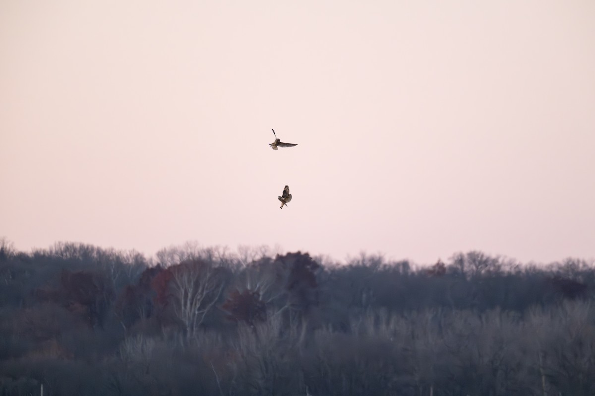 短耳鴞 - ML646881749