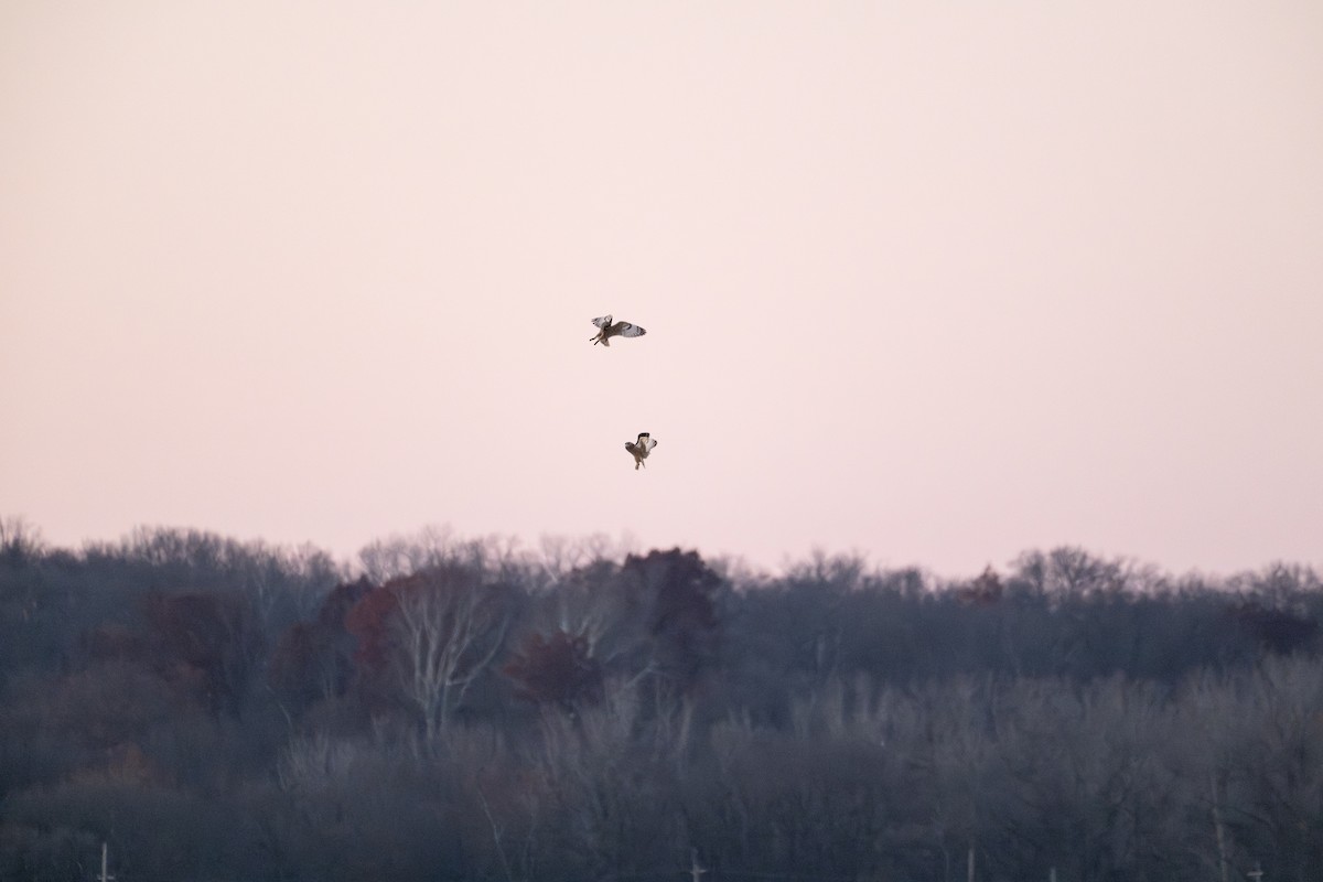 短耳鴞 - ML646881750