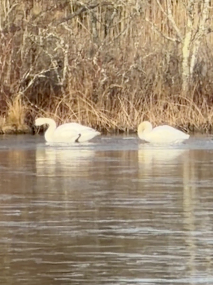 コハクチョウ - ML646881751