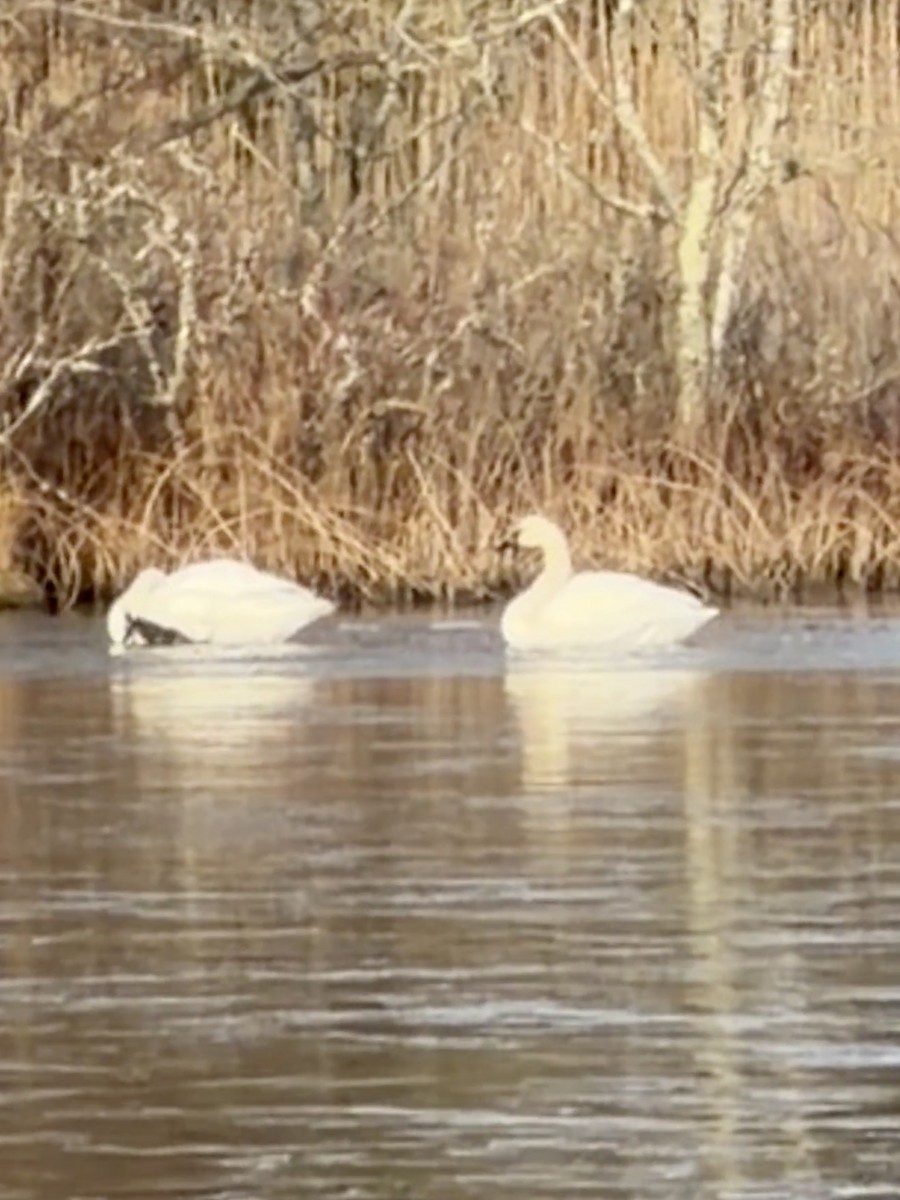 コハクチョウ - ML646881752