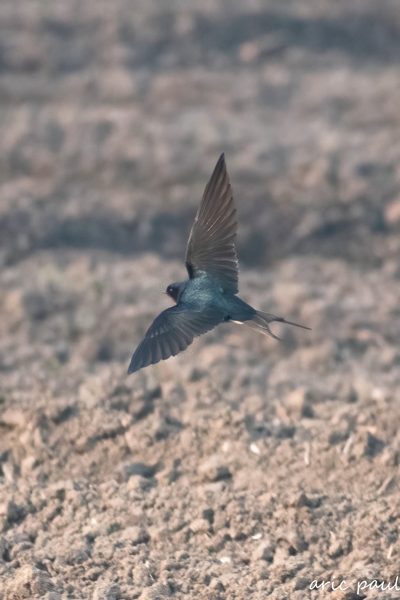 Barn Swallow - ML646881754