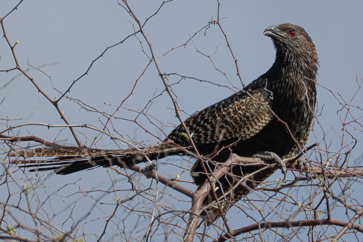 Pheasant Coucal - ML646881755