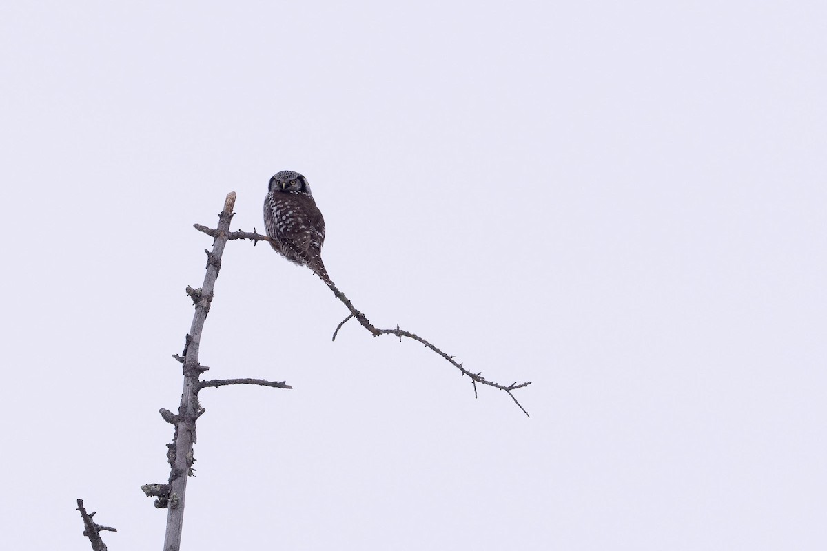Northern Hawk Owl - ML646881760