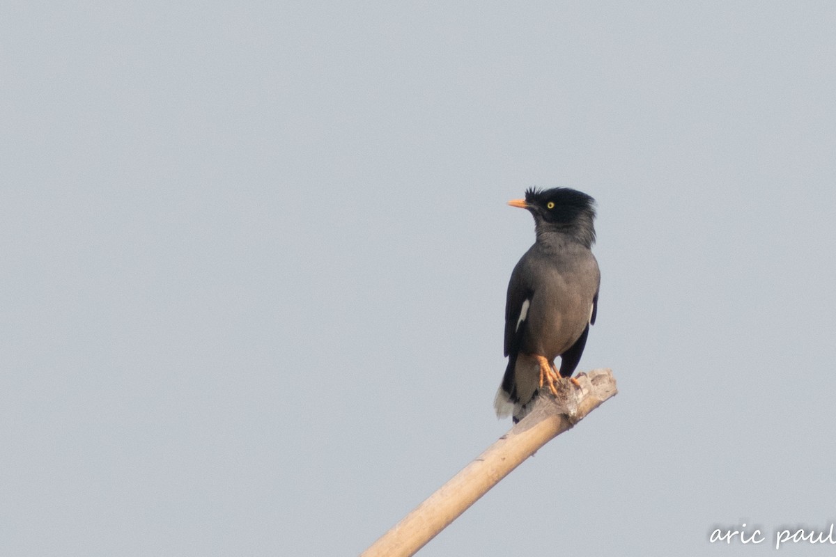 Jungle Myna - ML646881762