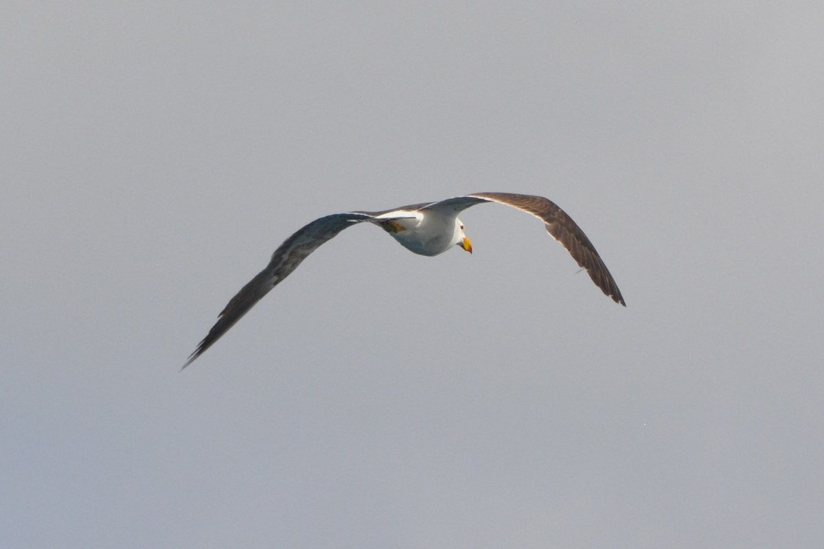 Pacific Gull - ML646881763