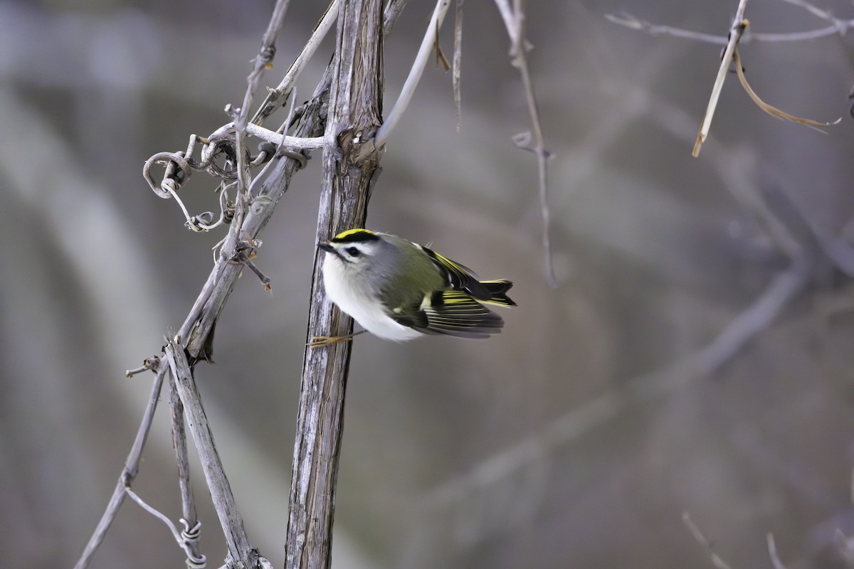 Золотоголовый королёк - ML646881764