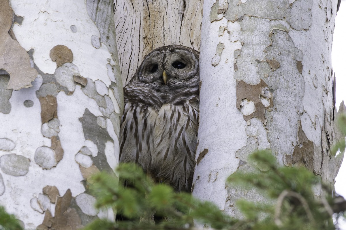 Полосатая неясыть - ML646881768