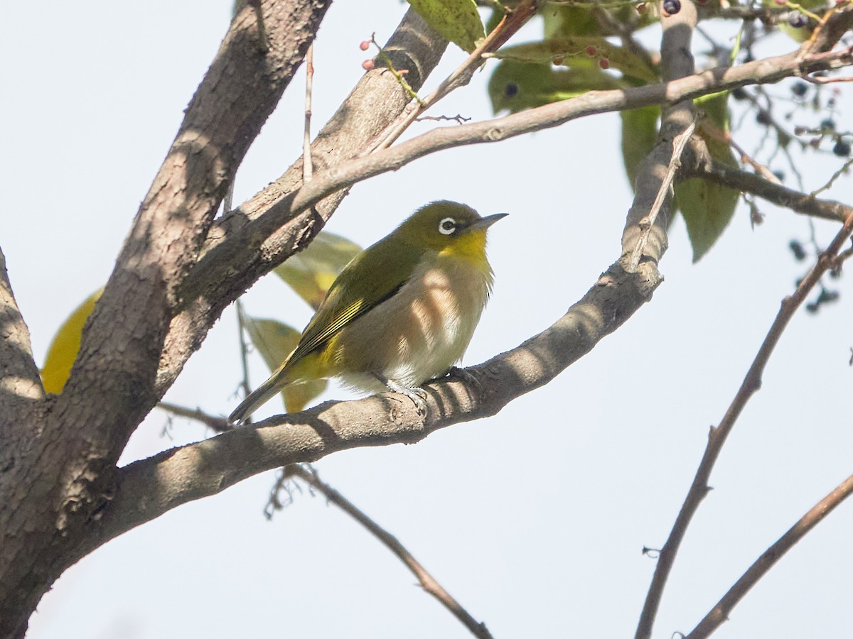 Warbling White-eye - ML646881770
