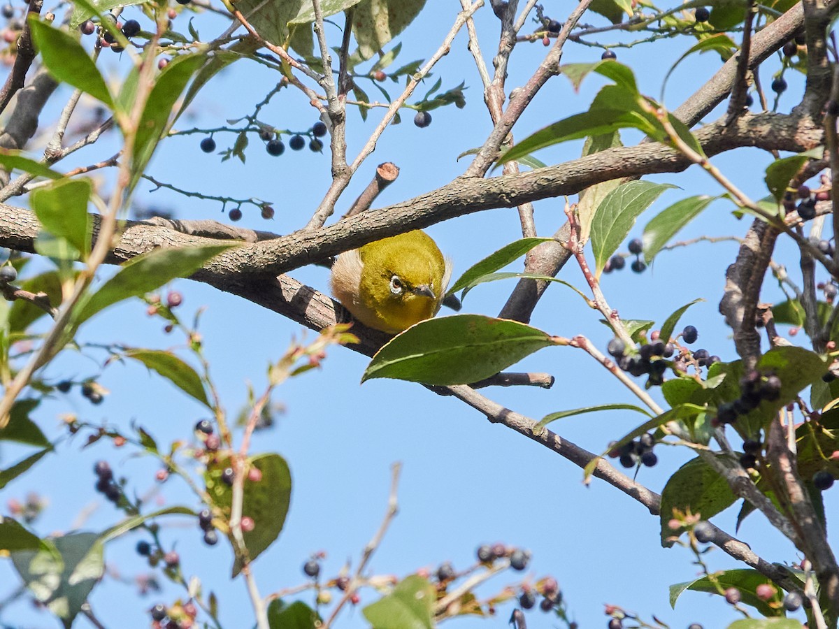Warbling White-eye - ML646881771