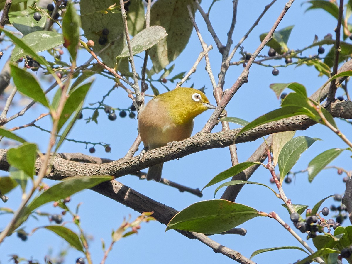 Warbling White-eye - ML646881772