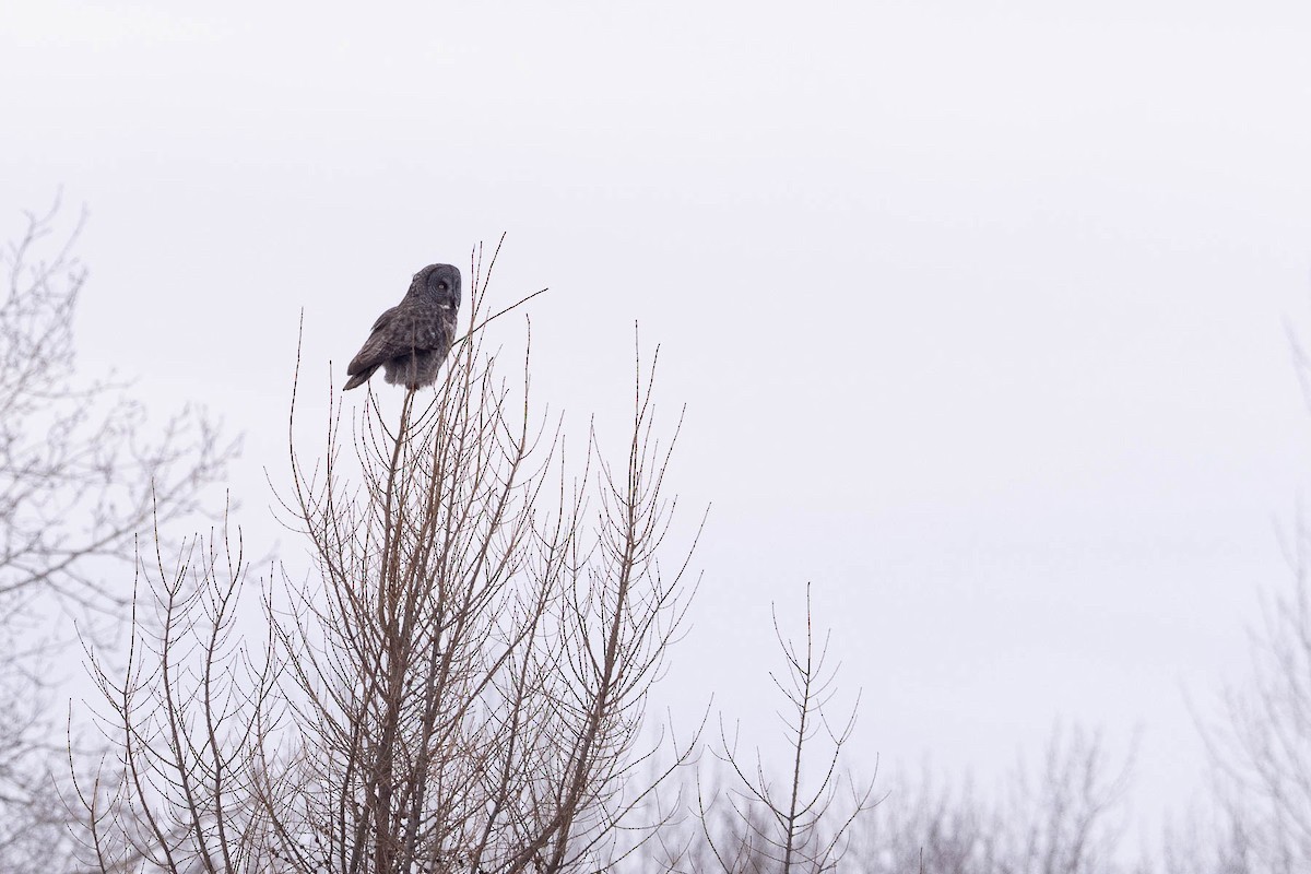 Great Gray Owl - ML646881773
