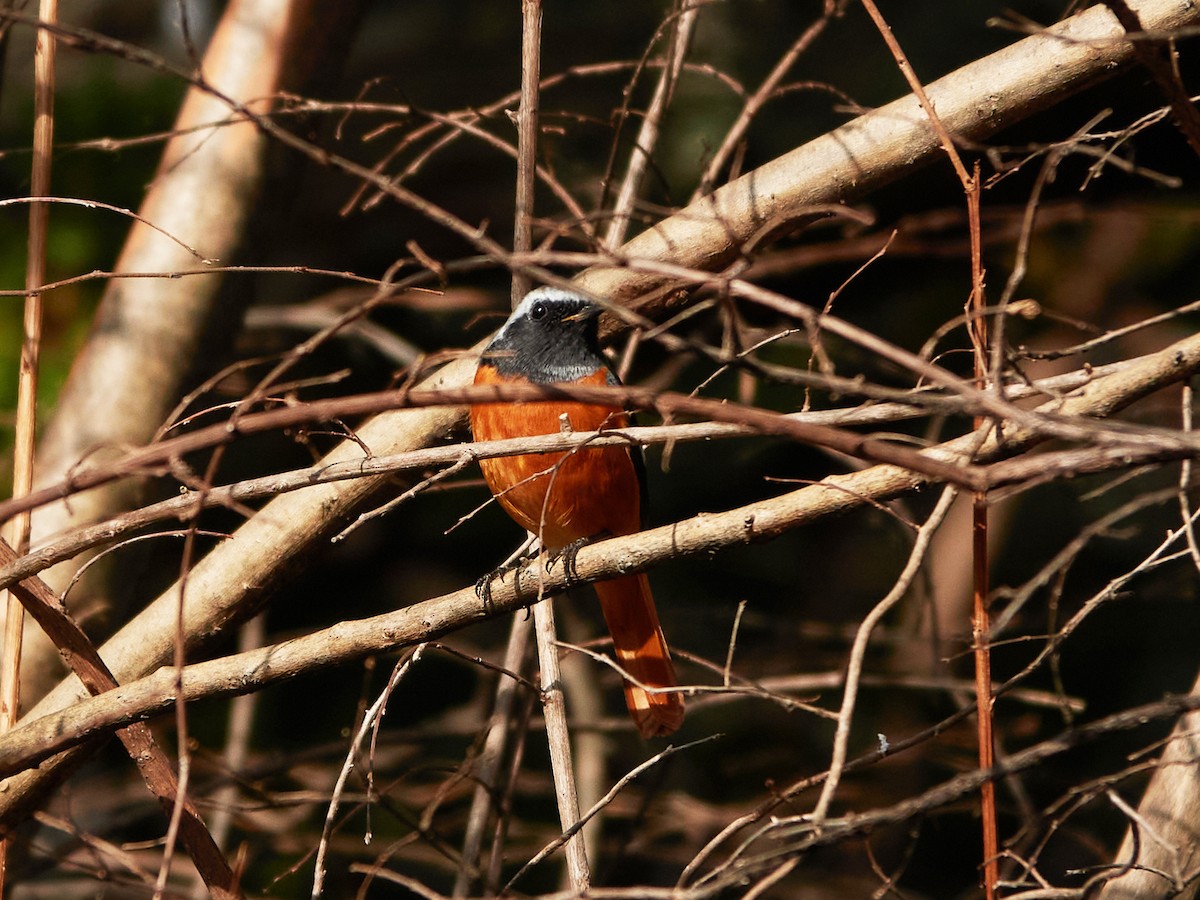 Daurian Redstart - ML646881774