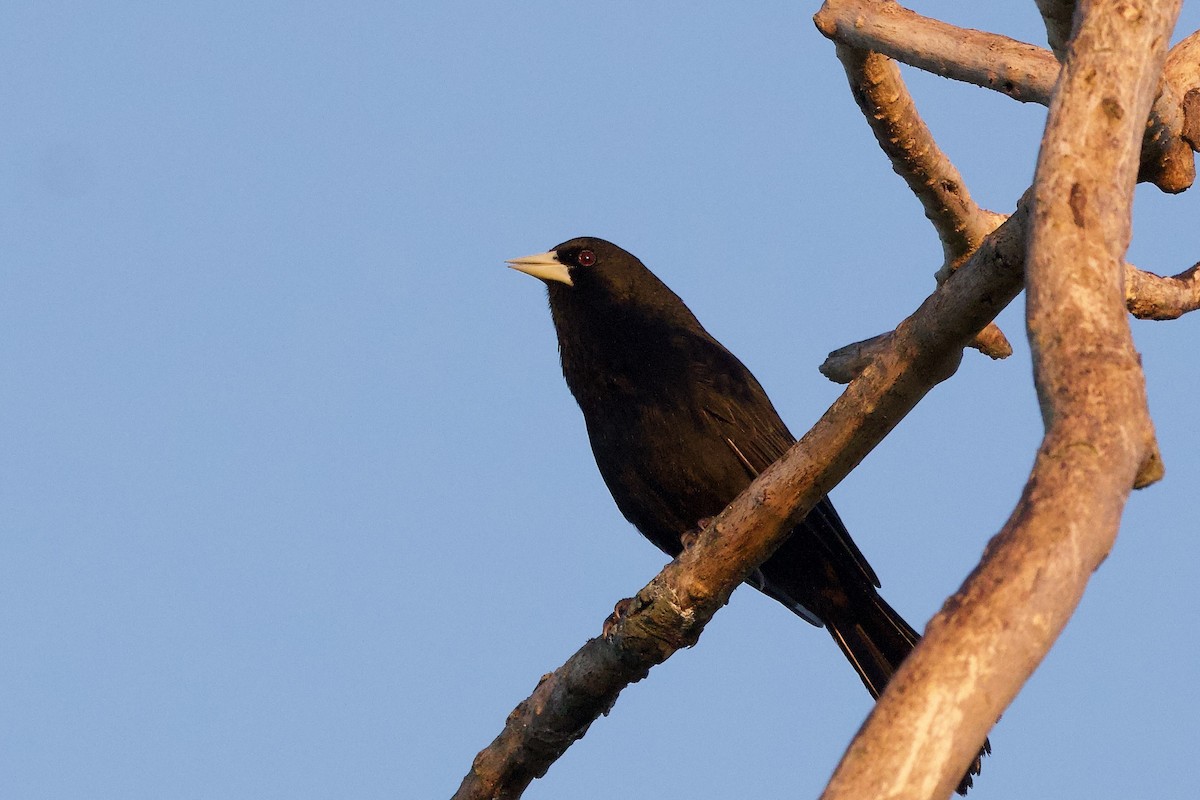 Solitary Black Cacique - ML646881775
