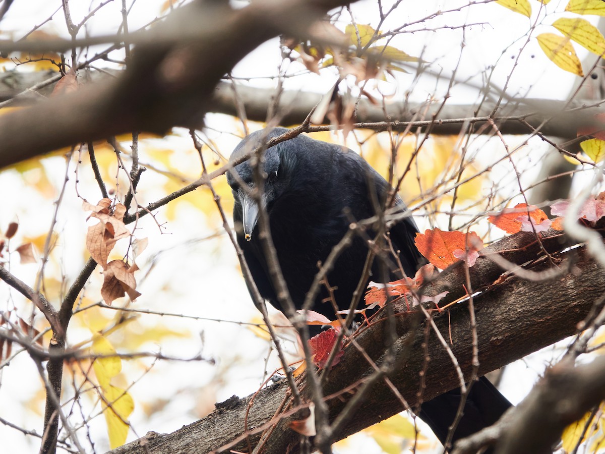 Carrion Crow - ML646881776