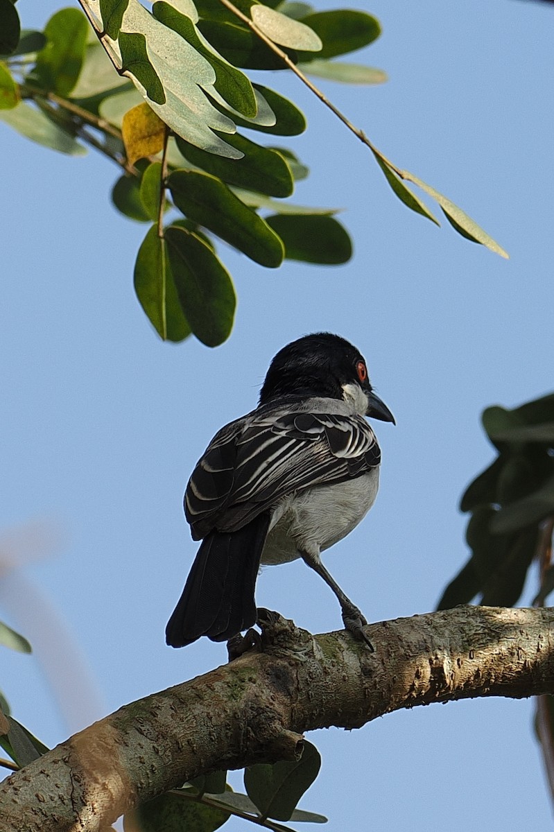 Northern Puffback - ML646881777