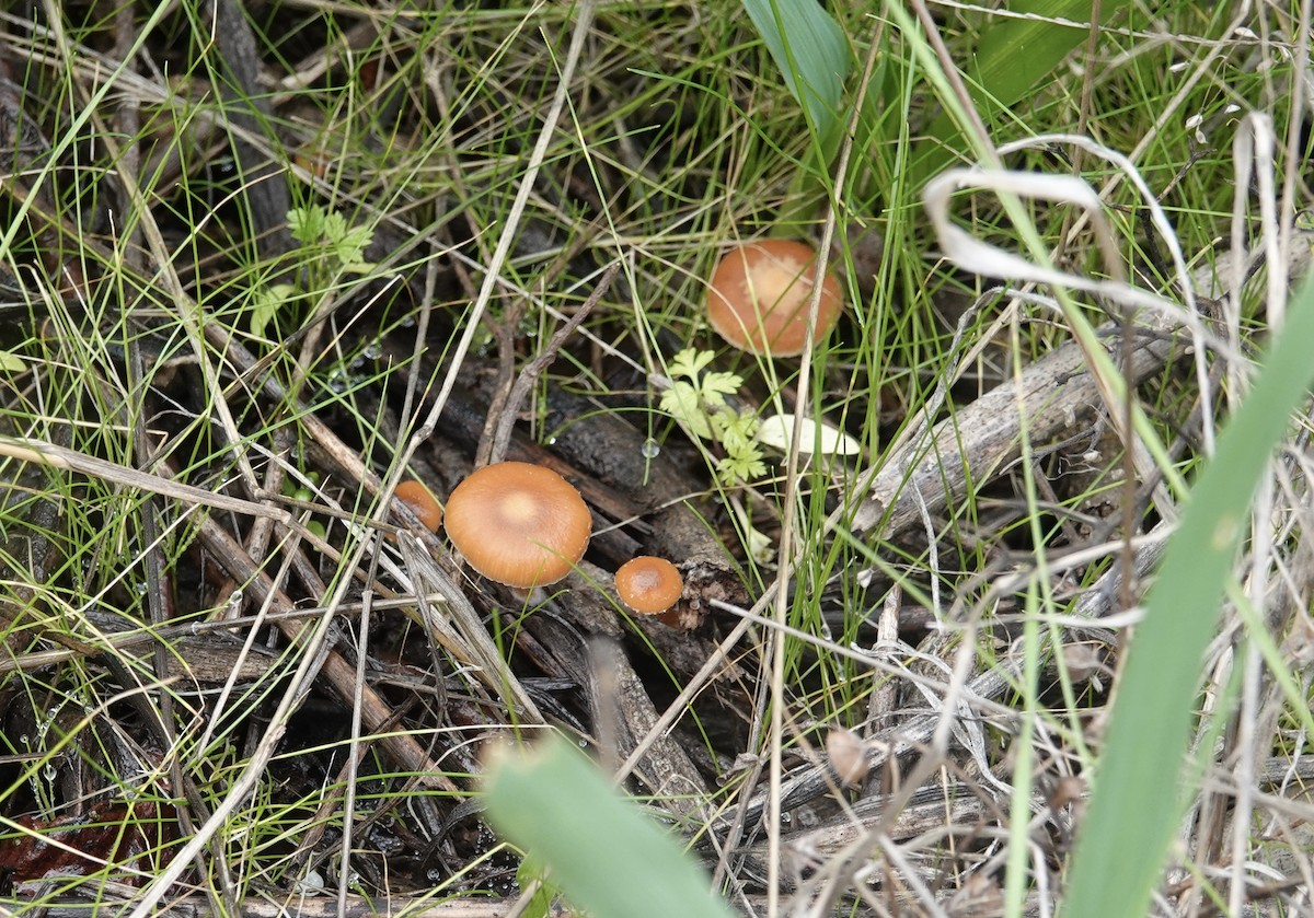 Животные - ML646881779