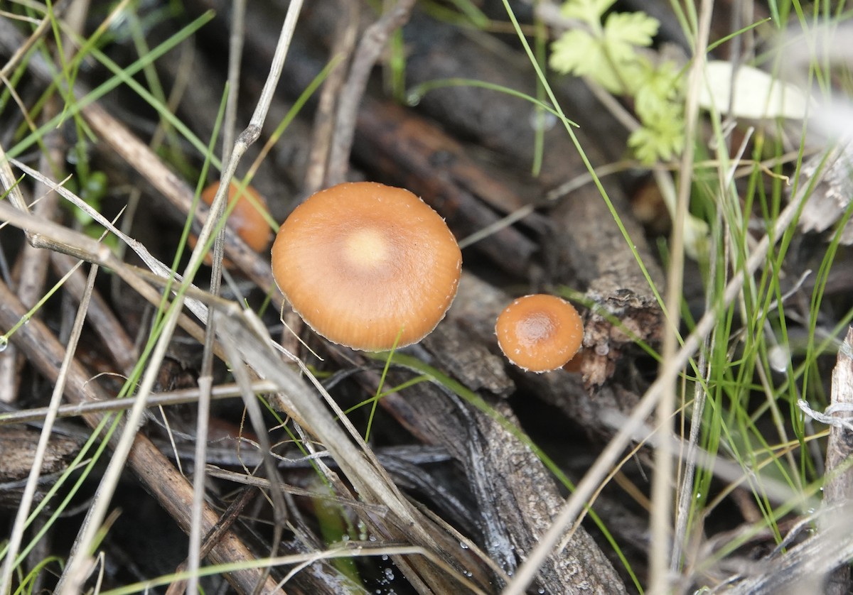 Животные - ML646881780