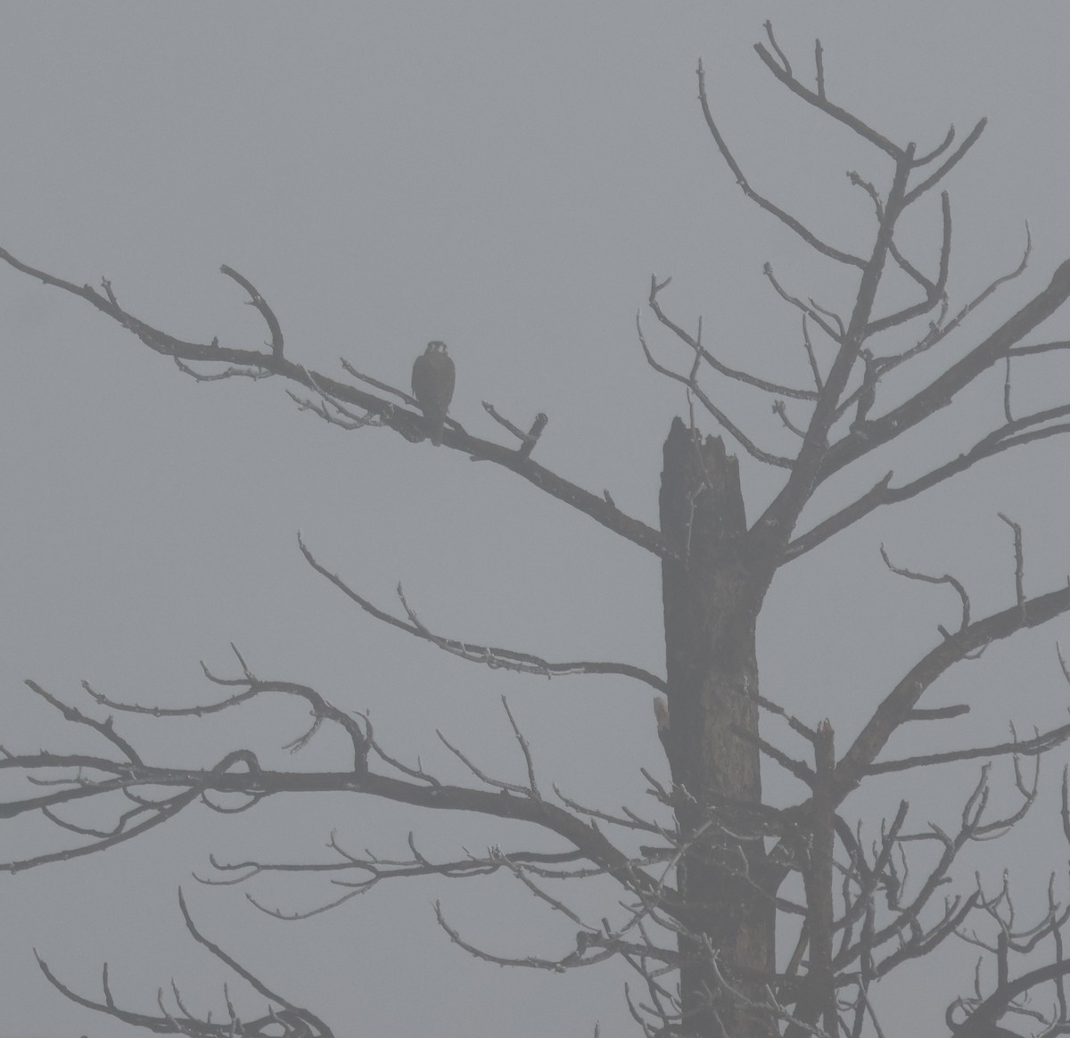 Prairie Falcon - ML646881781