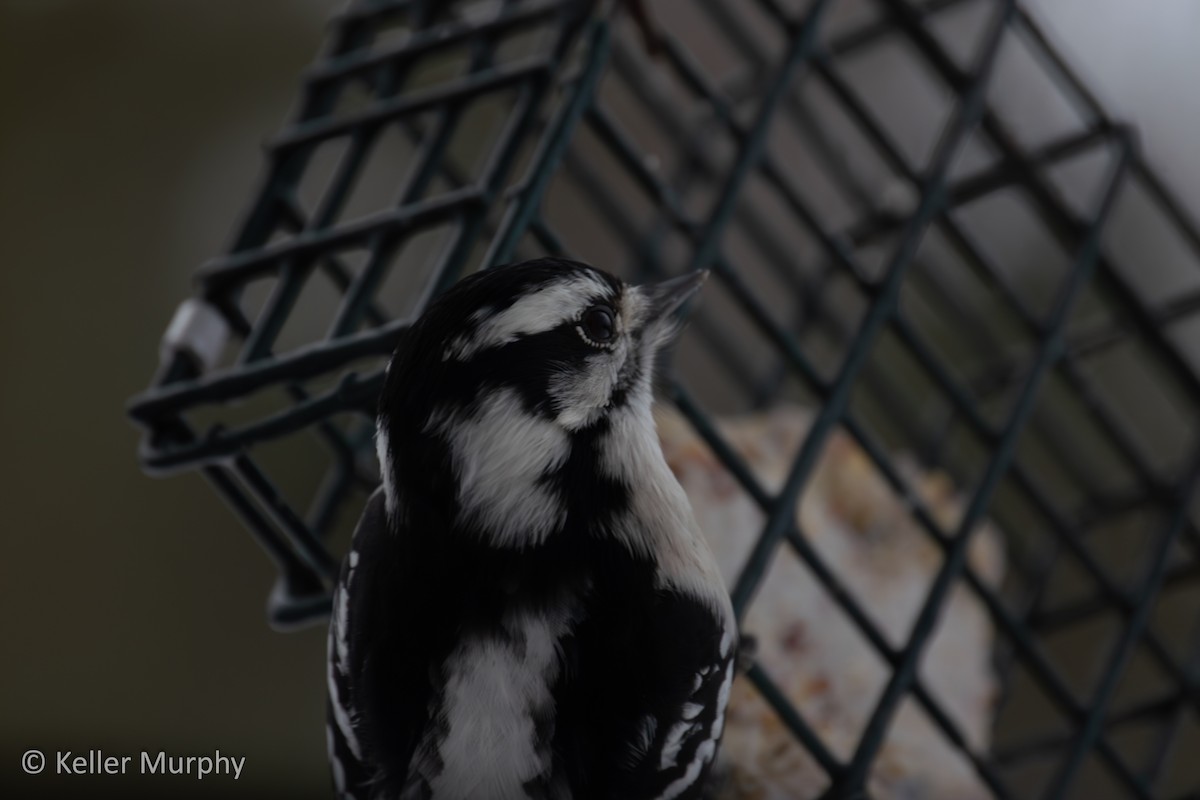 Downy Woodpecker - ML646881782