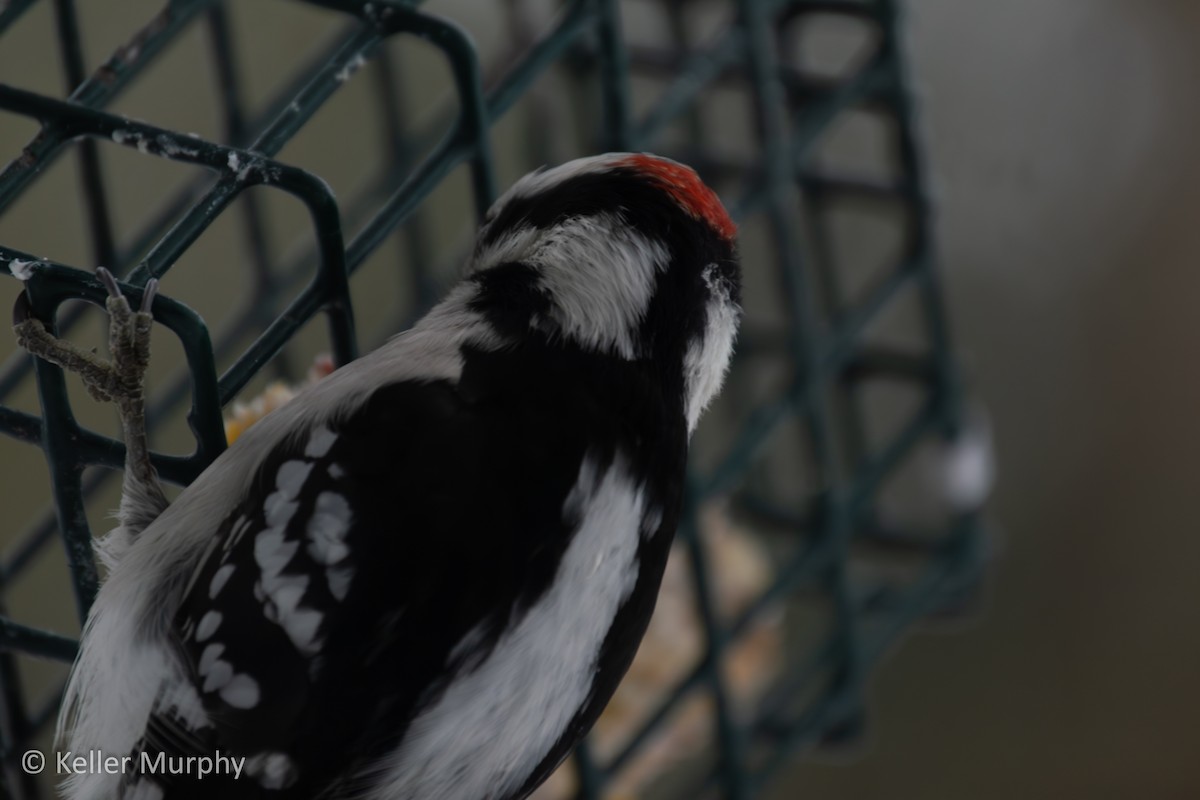 Downy Woodpecker - ML646881783