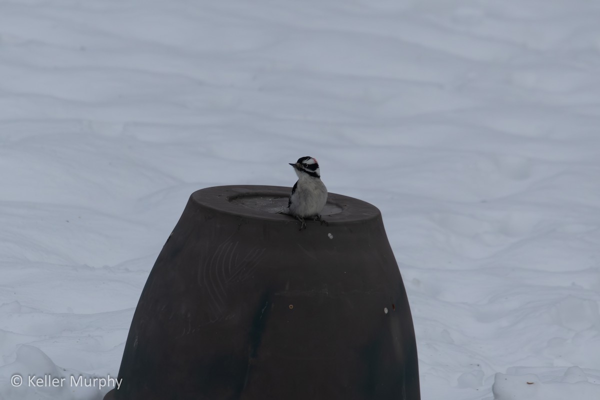 Downy Woodpecker - ML646881784