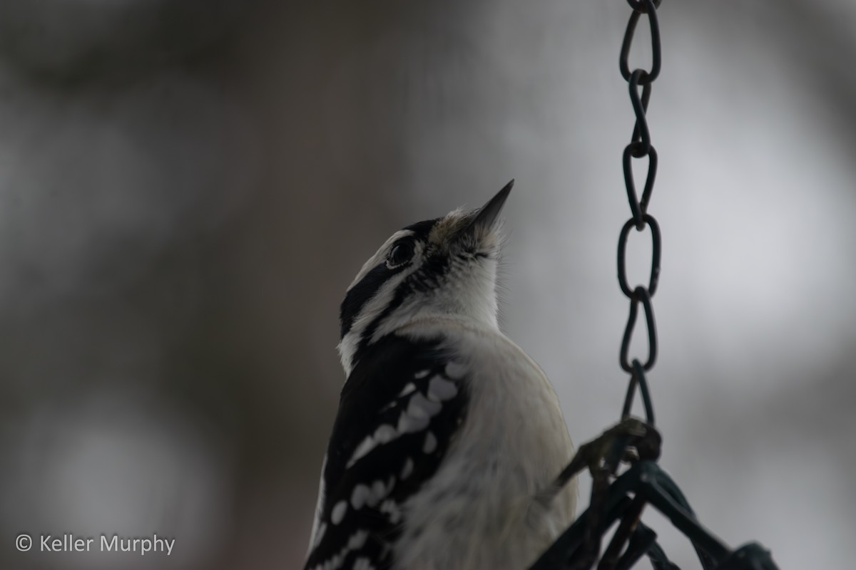 Downy Woodpecker - ML646881785