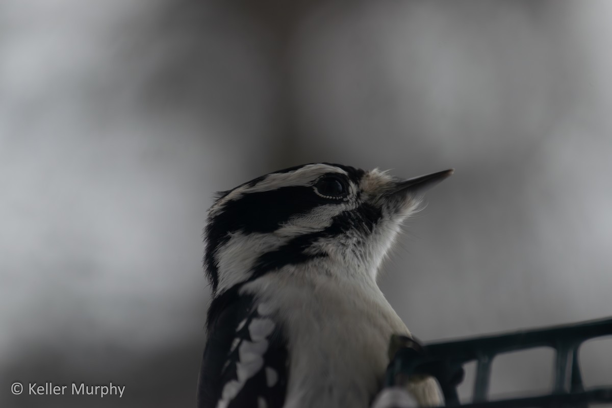 Downy Woodpecker - ML646881786