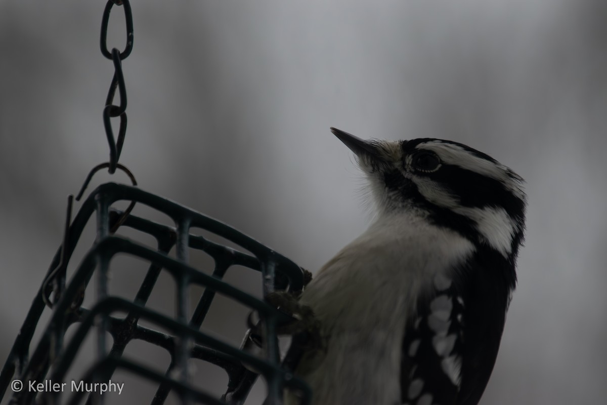 Downy Woodpecker - ML646881787