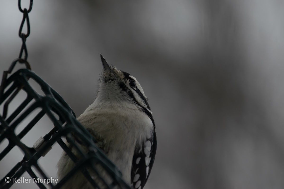 Downy Woodpecker - ML646881788