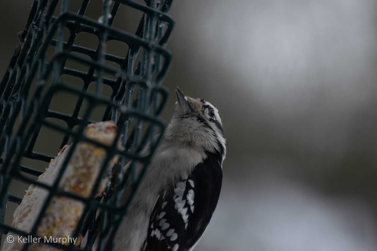 Downy Woodpecker - ML646881789