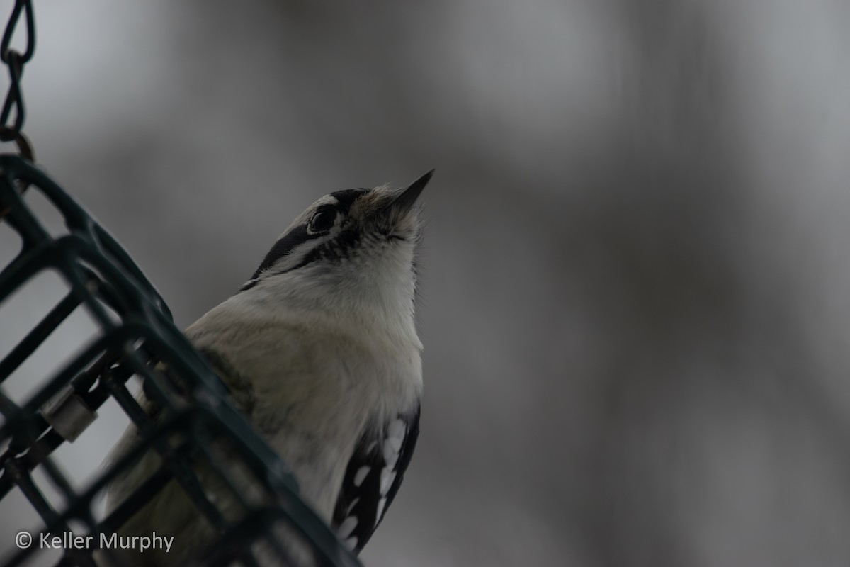 Downy Woodpecker - ML646881790