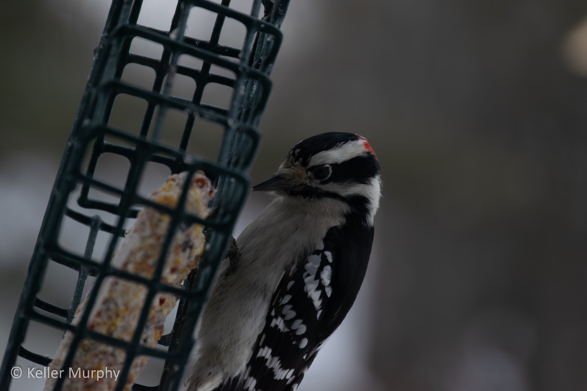 Downy Woodpecker - ML646881791