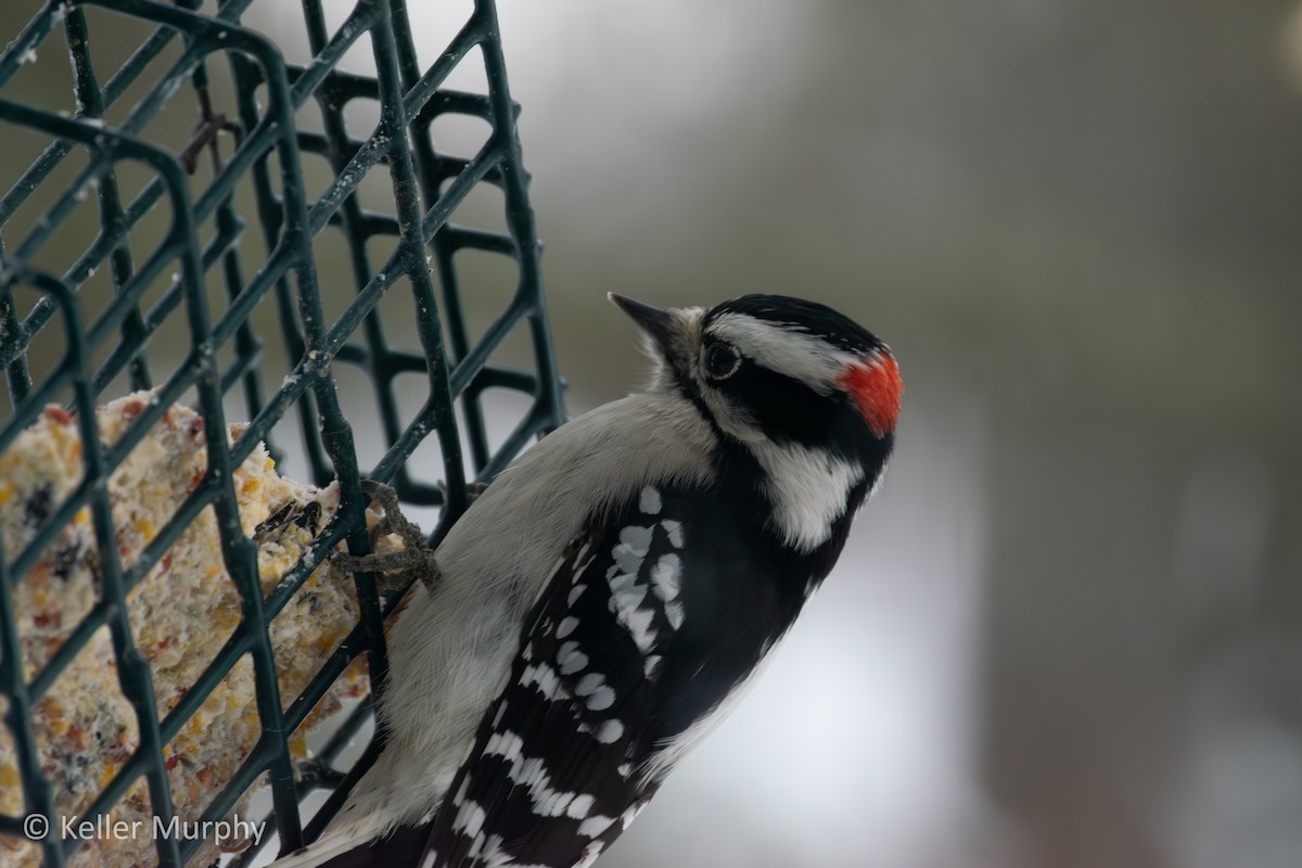 Downy Woodpecker - ML646881792