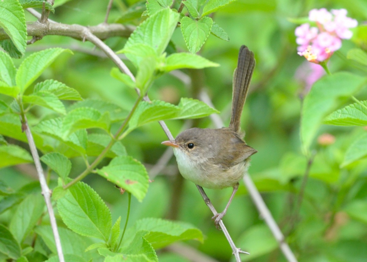 Red-backed Fairywren - ML646881793