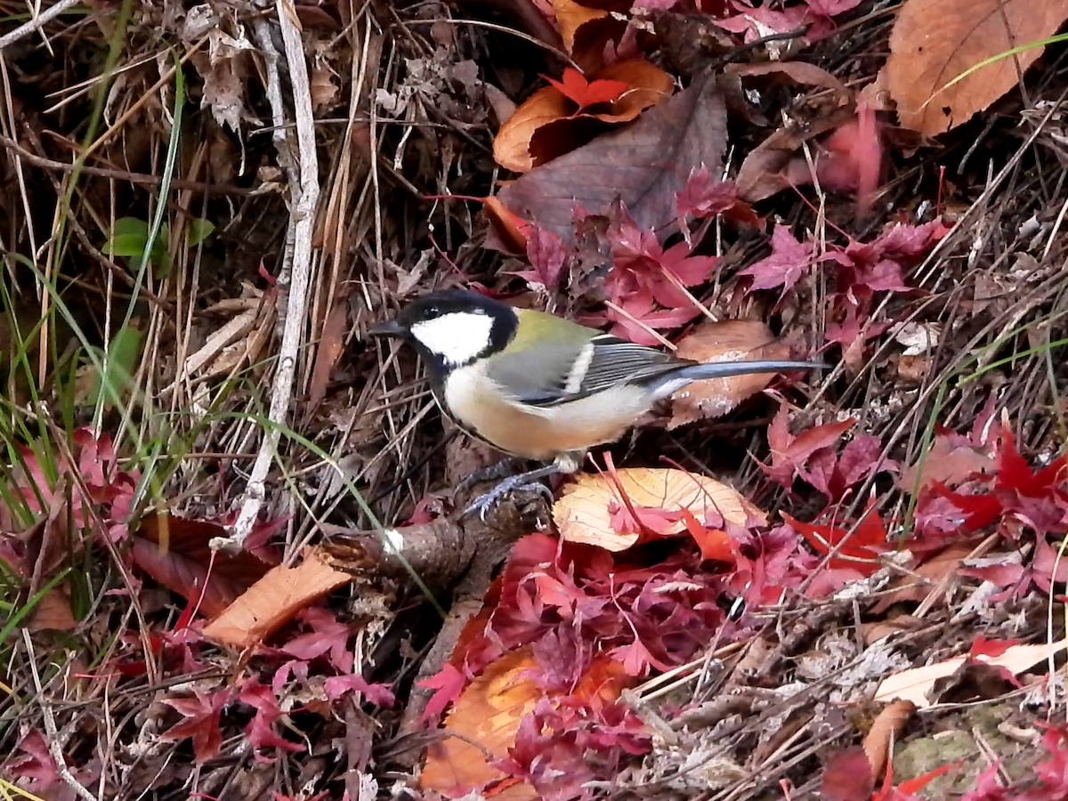 Asian Tit - ML646881794