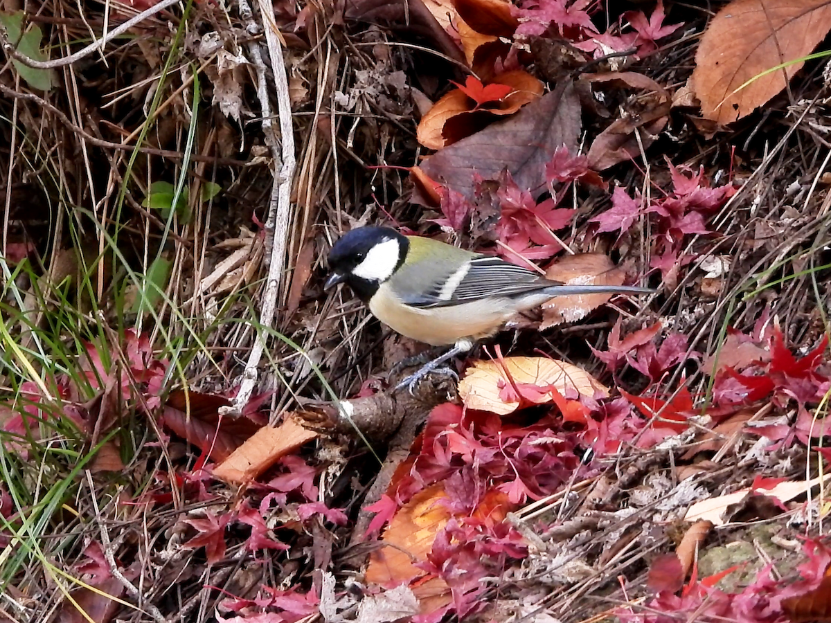 Asian Tit - ML646881795