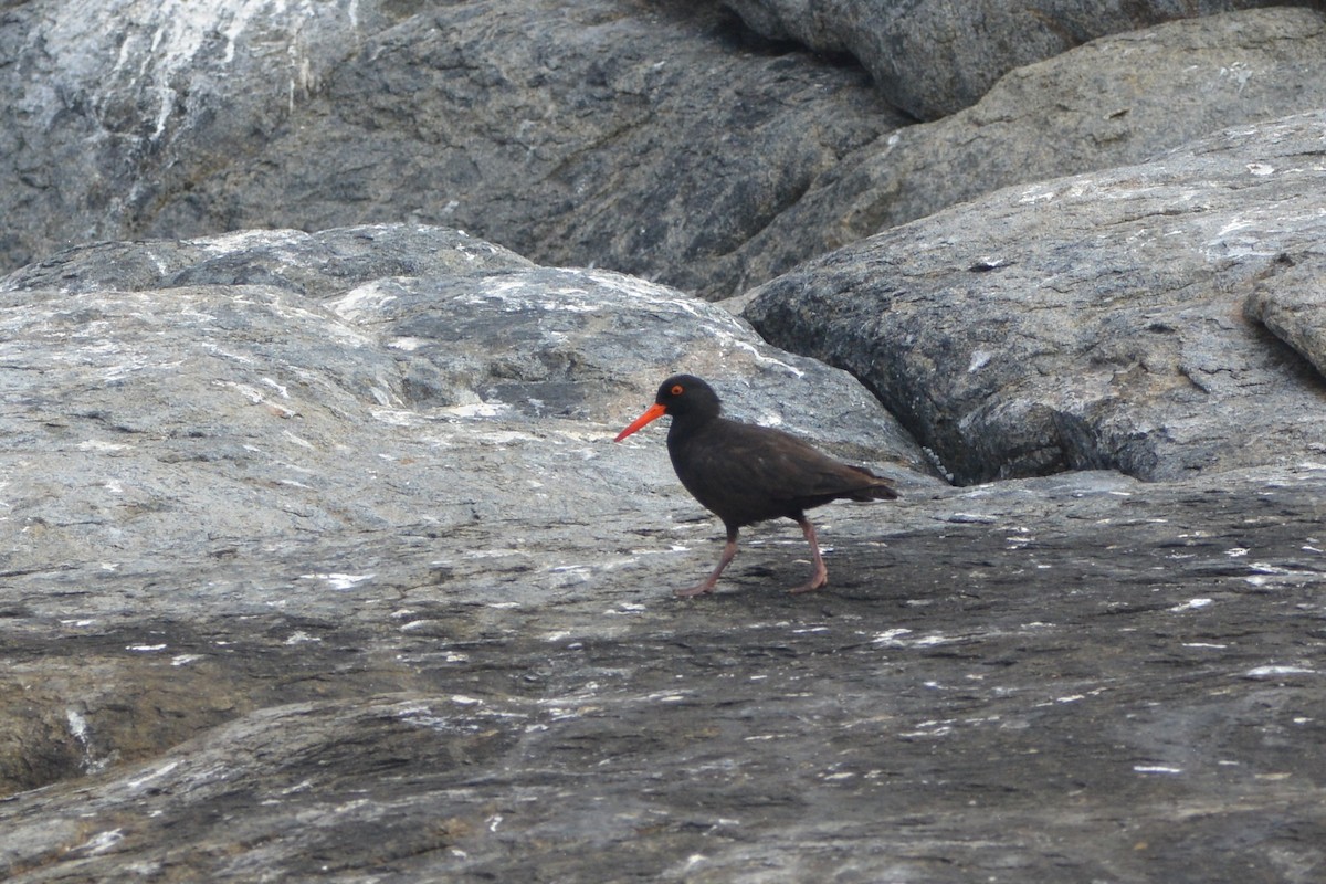 Sooty Oystercatcher - ML646881796