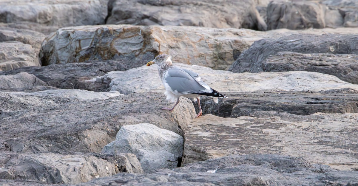 Lesser Black-backed Gull - ML646881797
