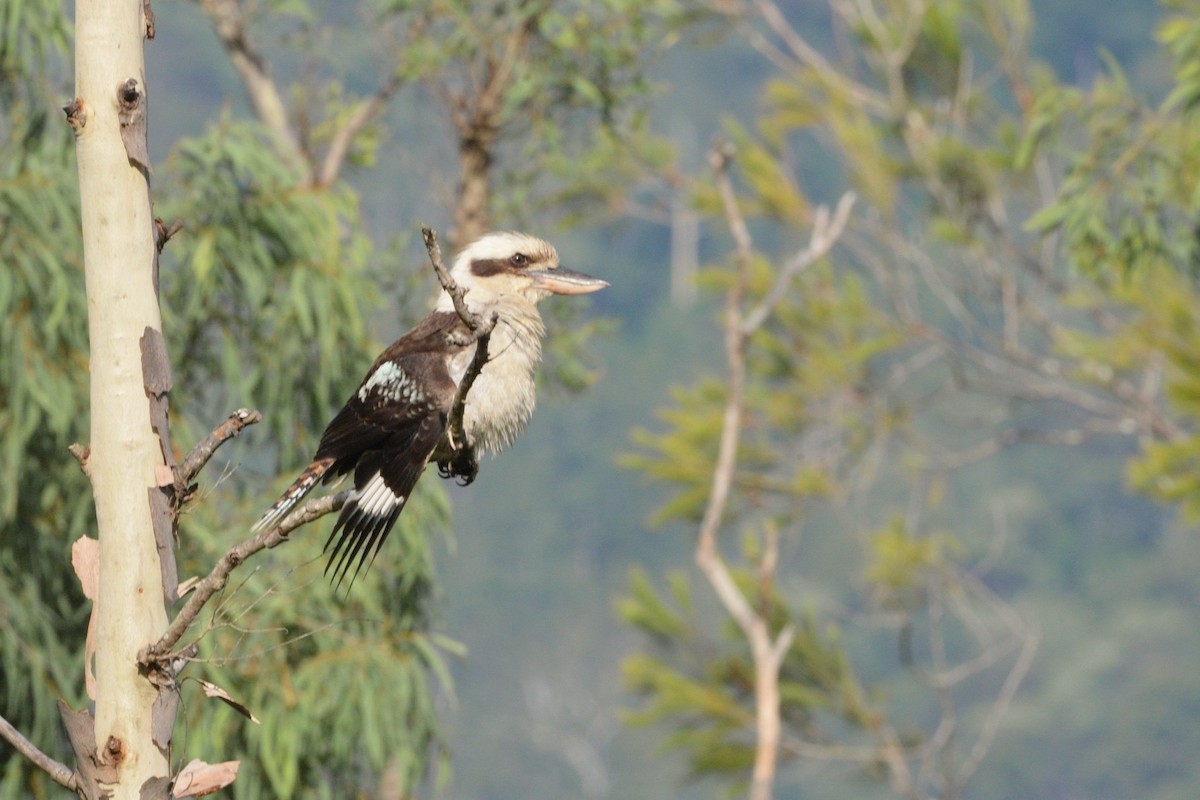 Laughing Kookaburra - ML646881798