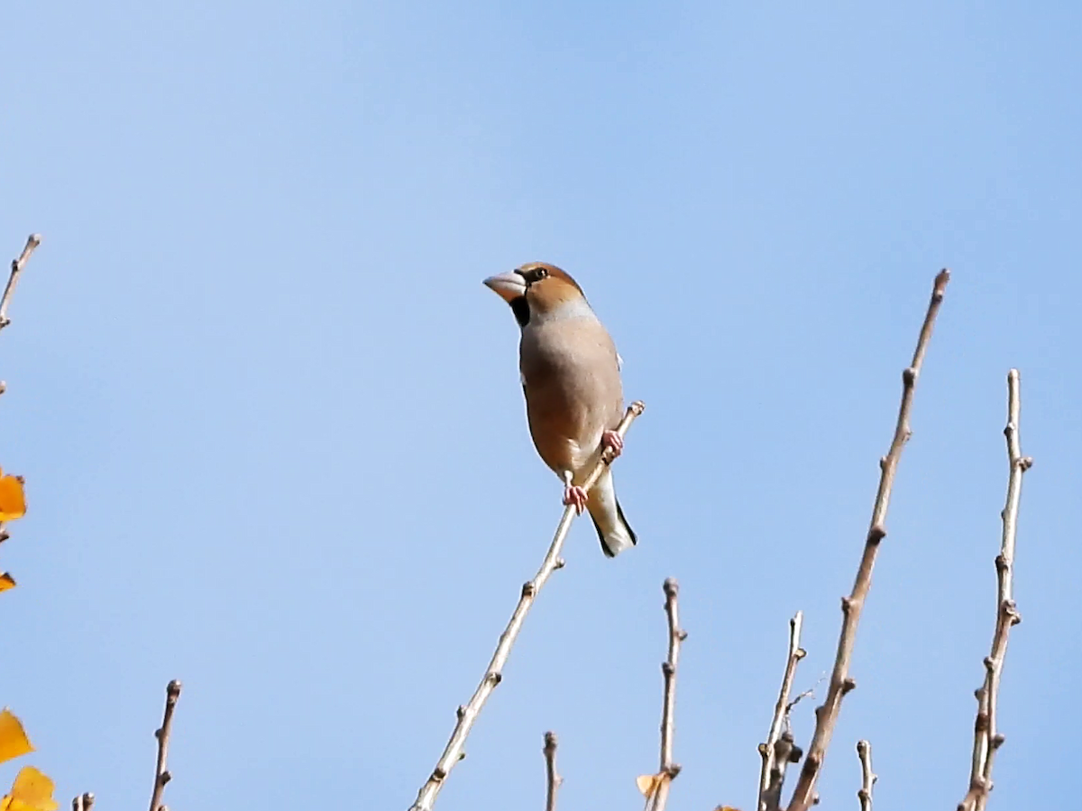 Hawfinch - ML646881799