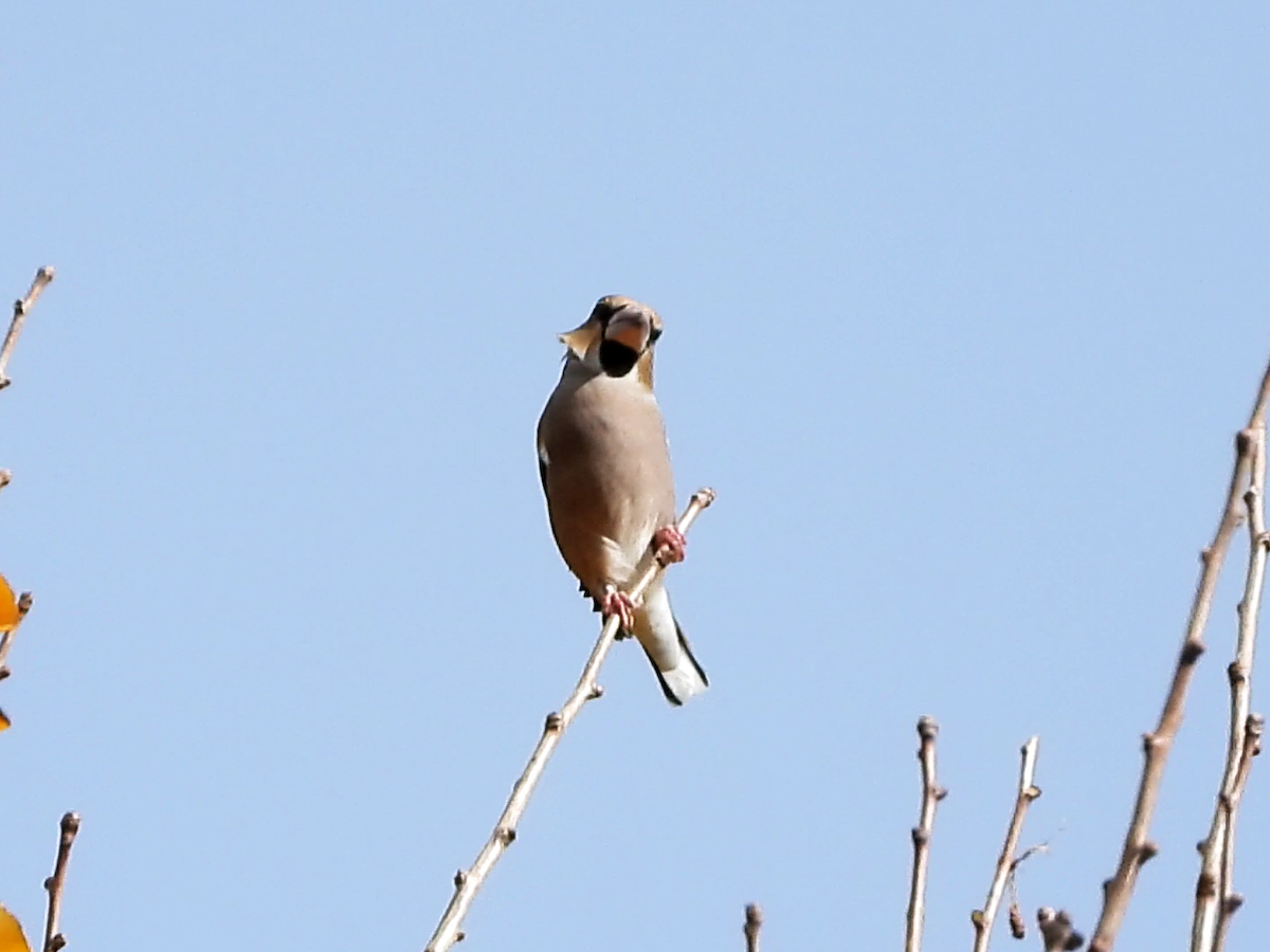 Hawfinch - ML646881800