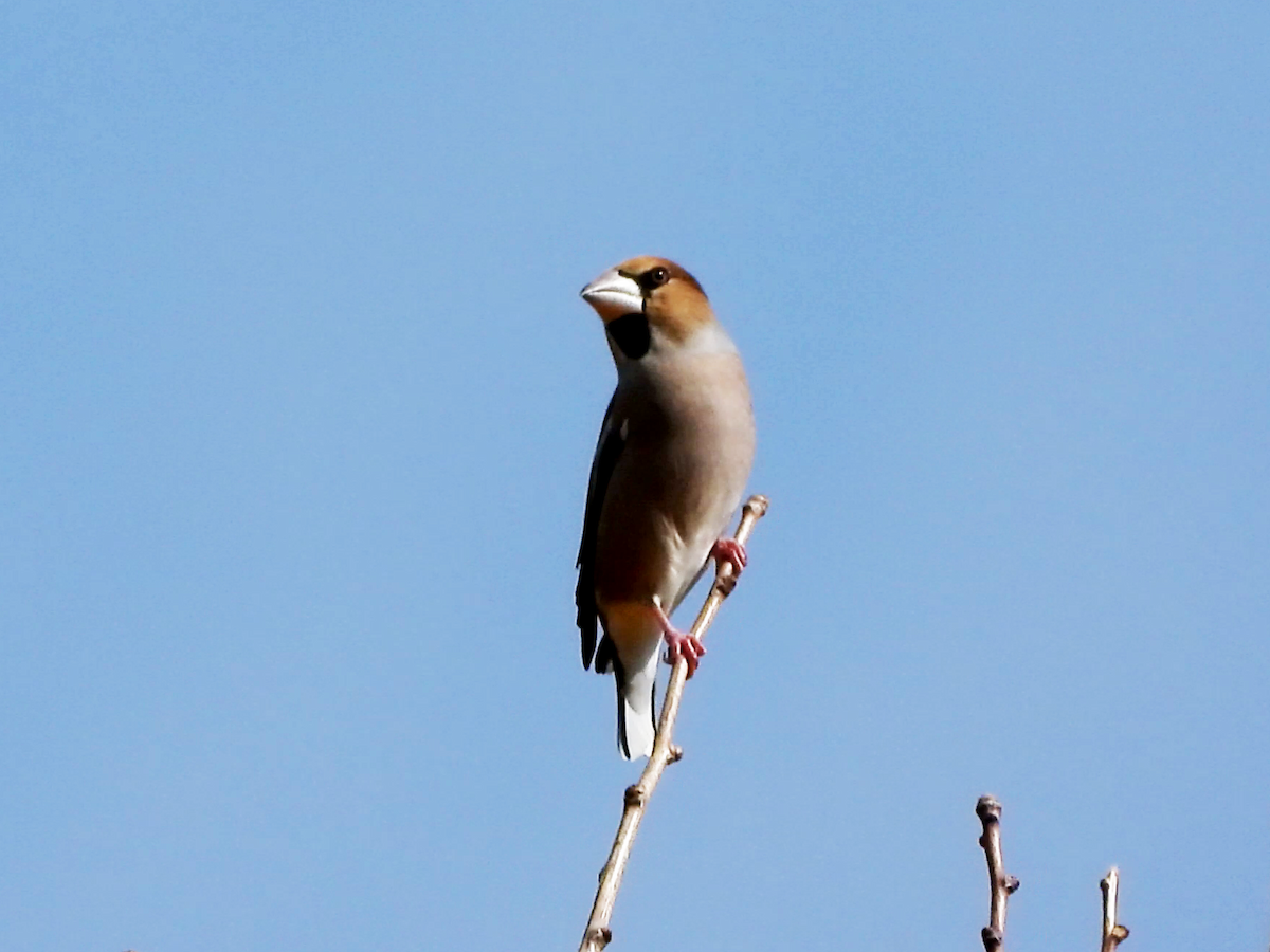 Hawfinch - ML646881801
