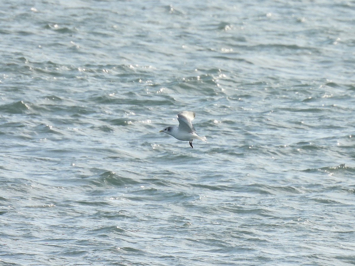 Black-legged Kittiwake - ML646881802