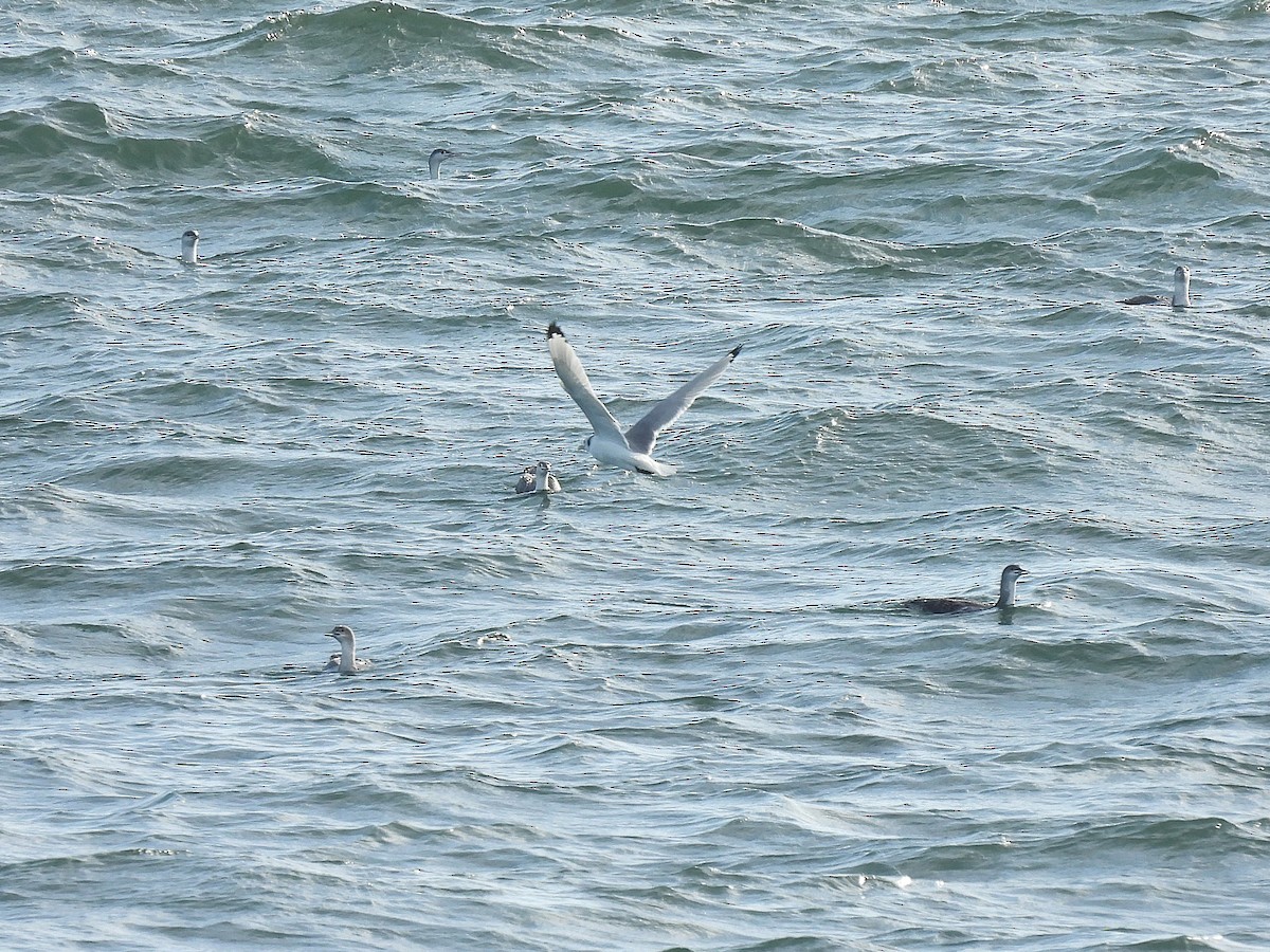 Black-legged Kittiwake - ML646881803