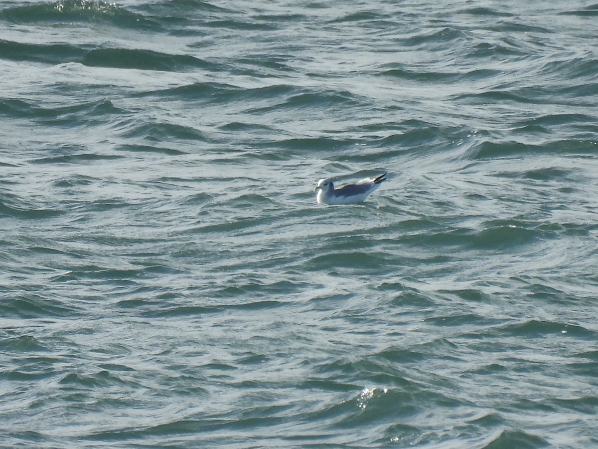 Black-legged Kittiwake - ML646881804