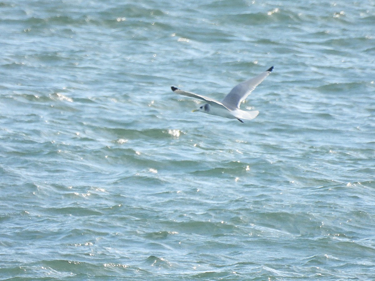 Black-legged Kittiwake - ML646881805