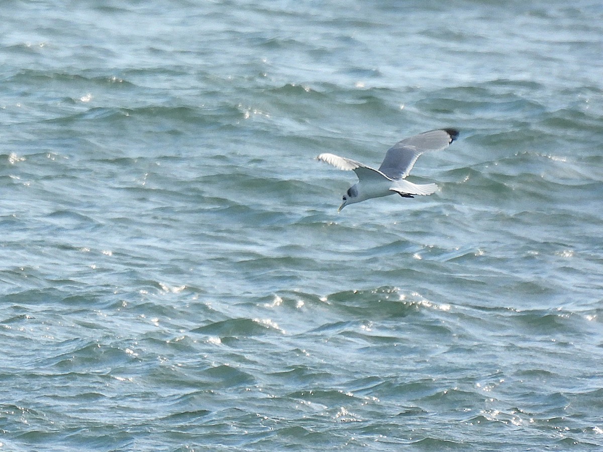 Black-legged Kittiwake - ML646881806