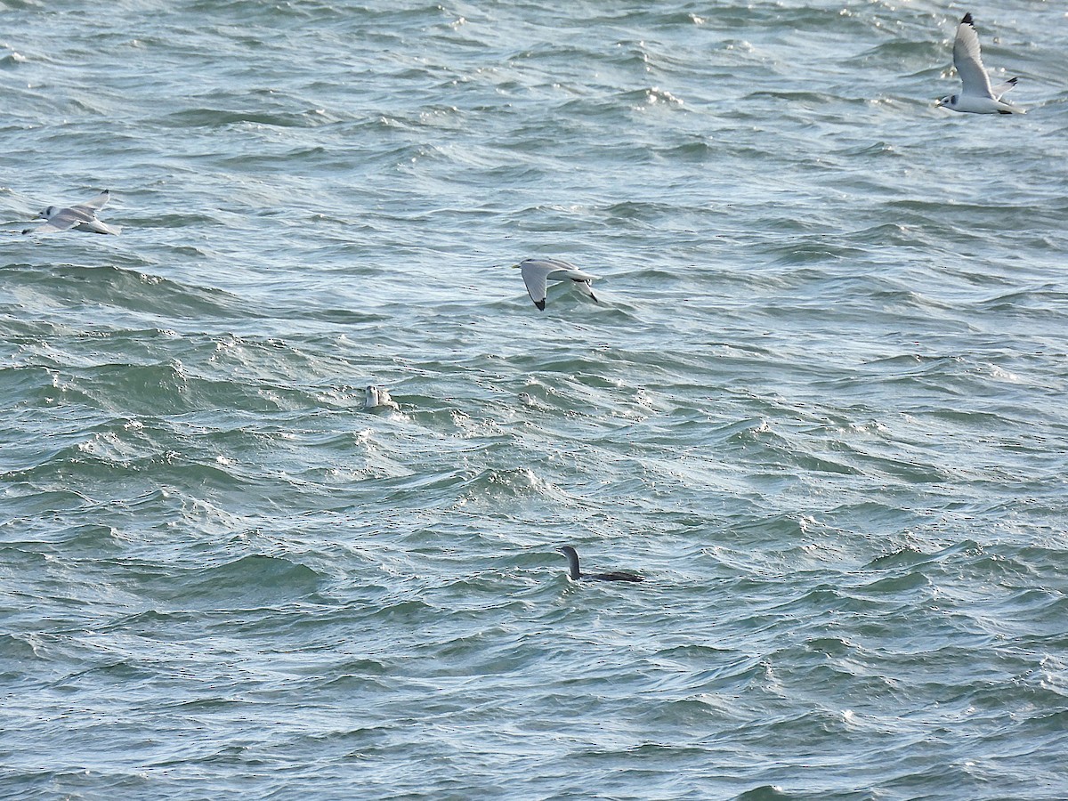 Black-legged Kittiwake - ML646881807
